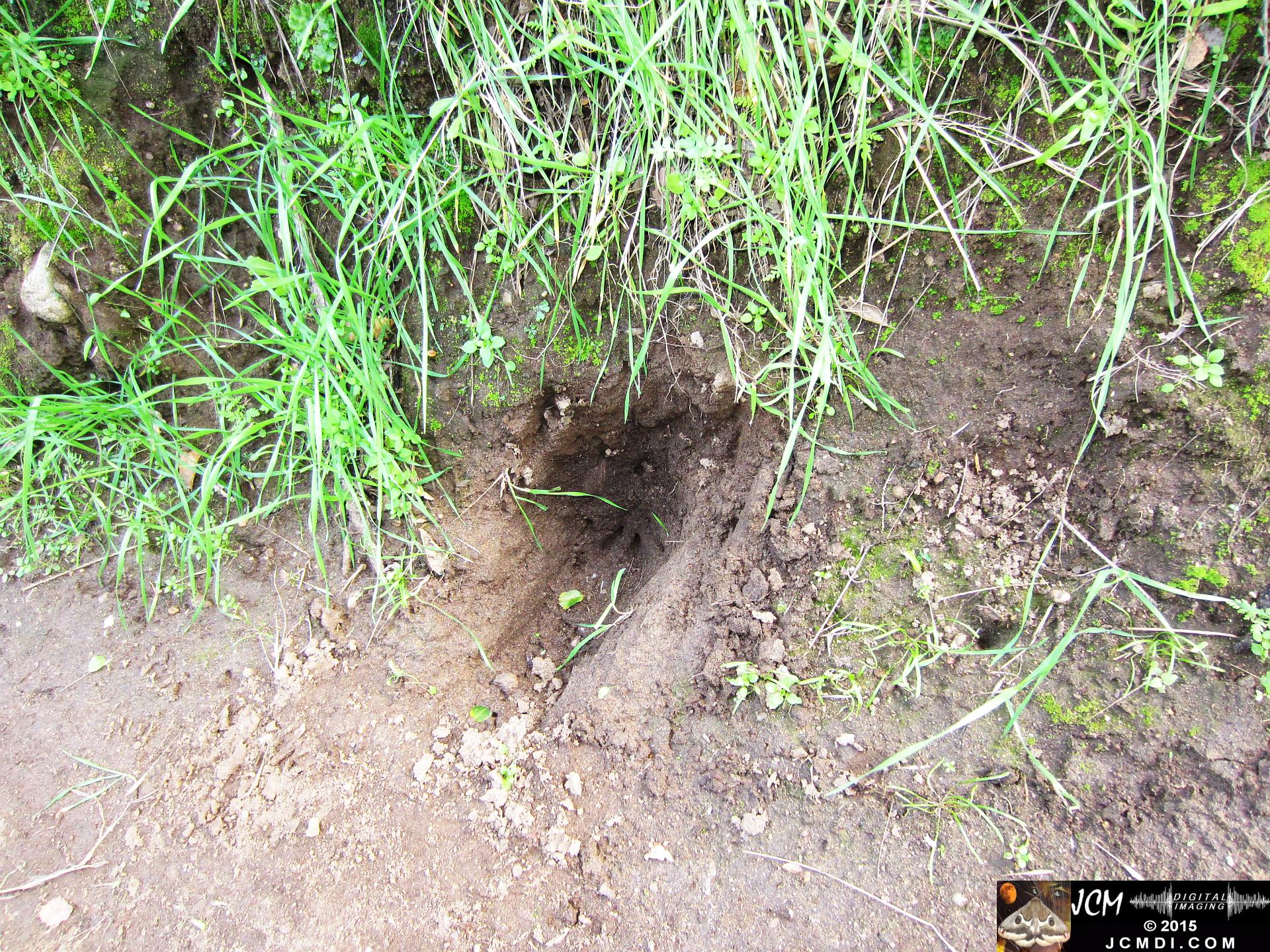 Whitney Canyon dig hole by badger skunk or raccoon